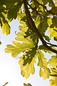 橡叶树叶枝条季节植物群绿色橡木叶子公园图片