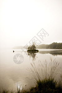 和平湖公园季节主义者荒野薄雾环境国家魔法木头森林图片