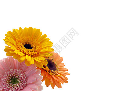 色彩多彩的Gerber代谢植物美丽展示园艺花粉植物群植物学橙子宏观格柏图片