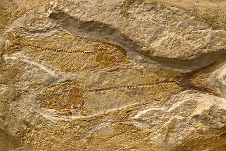 化石鱼地质学砂岩岩石图片