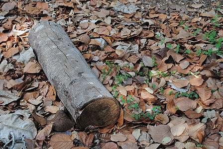 木柴生态背景图片