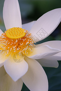 莲花彩色飞溅百合荷叶叶若虫莲蓬码头蕾丝诡计睡莲高清图片