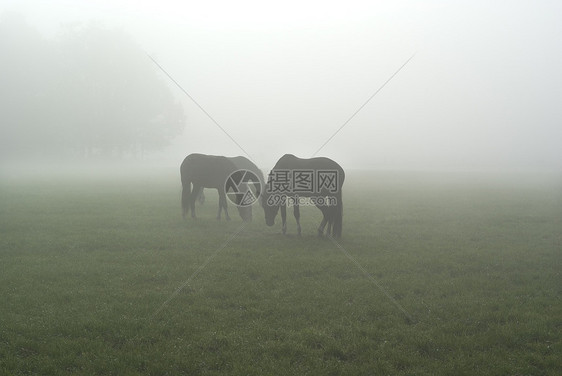 马在迷雾的早晨图片