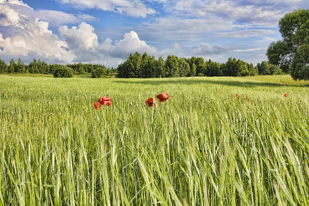 夏季风景地平线美化孤独农场场景天空小麦叶子牧场自由图片