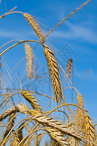 长着黑麦耳朵 与蓝天对立场地晴天谷物大麦植物群生长鸡眼锥体天空金子图片
