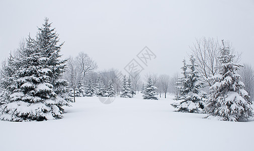 雪白纤维图片