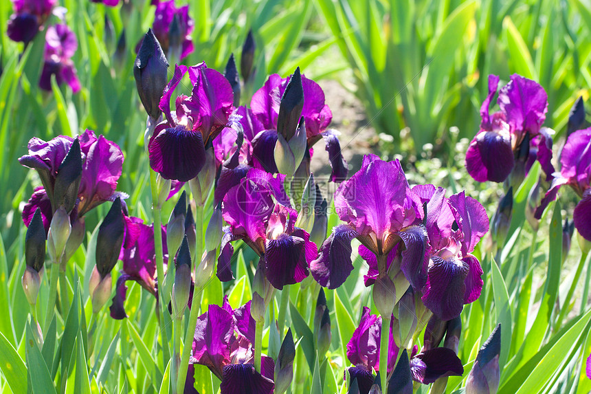 紫外线叶子蓝色草本植物鸢尾花场地季节宏观荒野花园公园图片