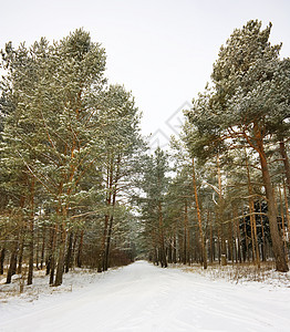 冬季森林中的树木国家天气季节下雪暴风雪人行道假期旅行场景阳光图片