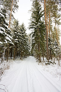 冬季森林中的树木天气季节阳光暴风雪人行道旅行场景车道国家下雪图片