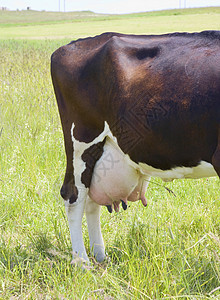 水面牛头宏观乳房奶牛家畜生物农业牧场动物密闭山雀图片