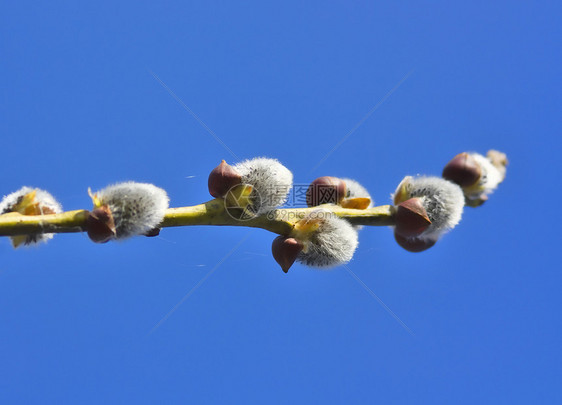 复活节柳柳宏观太阳衬套蓝色过敏天空植物季节植物学生长图片
