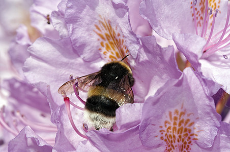 杜鹃花中不起眼的蜜蜂心皮雌蕊宏观熊蜂小蜜蜂昆虫花药柱头图片
