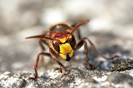 巨型大黄蜂的外壳夹克漏洞黄色昆虫触角翅目下颌骨眼睛宏观图片