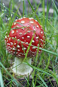 臭虫孔数植物宏观雨后春笋菌盖海绵菌类图片