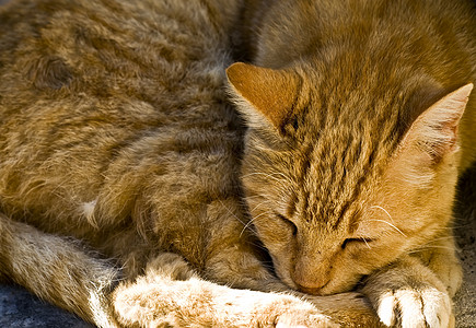 西esta 喜地动物猎人流浪街道晶须休息瞌睡宠物哺乳动物毛皮图片