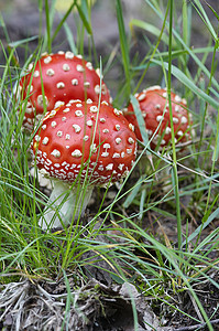 飞行阿曼尼塔植物伞菌宏观常委海绵菌盖雨后春笋图片