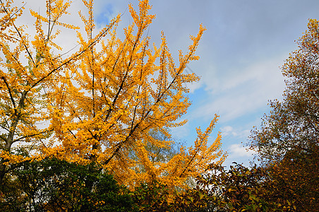 秋季颜色花园温暖美丽红色园艺绿色黄色植物叶子活力图片