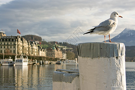 瑞士卢塞恩青铜国家假期太阳旅游房子艺术历史性鸽子城市图片