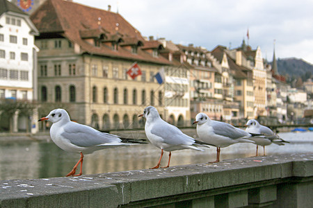 瑞士卢塞恩城堡房子艺术城市鸽子国家旅游青铜历史性旅行图片