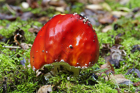 飞行阿曼尼塔海绵毒菌植物雨后春笋宏观菌类菌盖图片