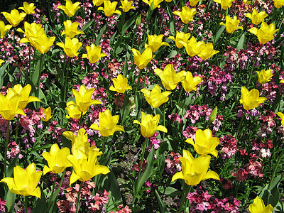黄色郁金花字段叶子母亲植物生长植物群环境花瓣花园场地绿色植物图片