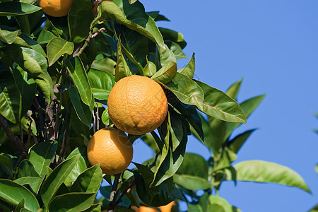 橙树乡村花园水果收成生产树叶叶子天空橙子果汁图片