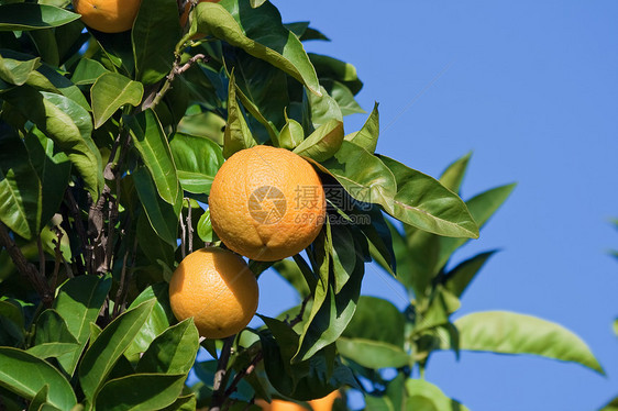 橙树乡村花园水果收成生产树叶叶子天空橙子果汁图片