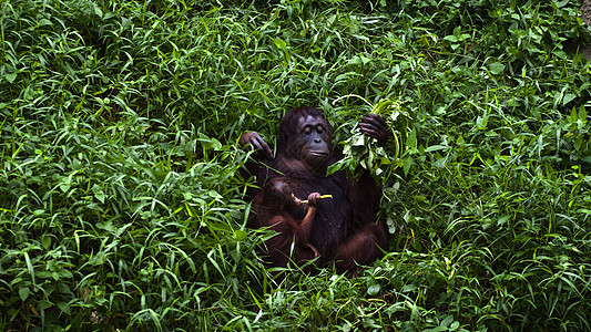 奥兰古图人母亲和婴儿动物园母性哺乳动物濒危野生动物动物孩子猩猩女性图片