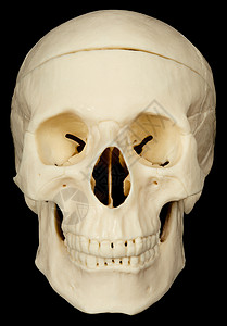 黑色背景的骨骼眼眶丑恶死亡牙齿白色颅骨塑料图片