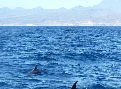 海豚哺乳动物生活生物蓝色游泳哺乳野生动物波浪动物海浪图片