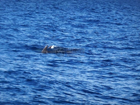 海豚海洋野生动物哺乳动物蓝色海浪生活波浪生物动物群游泳图片