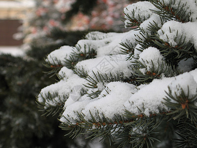 在树上下雪薄片松树土地高山针叶树魔法磨砂冰镇寒冷毯子图片