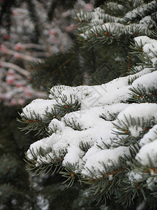 在树上下雪高山土地魔法毯子针叶树薄片寒冷松树冰镇灰尘图片