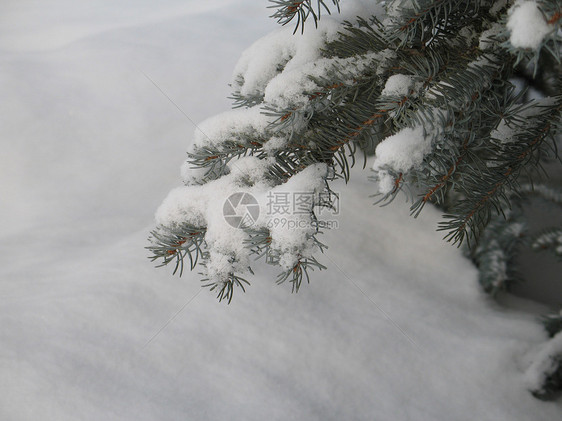 在树上下雪松树针叶树灰尘薄片魔法土地高山毯子冰镇寒冷图片