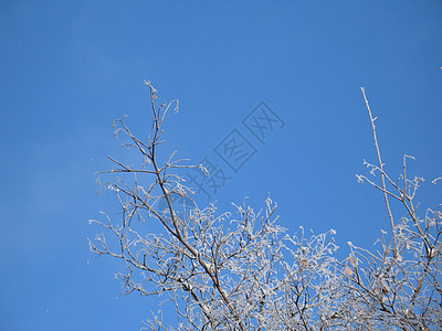 霜冻树土地寒冷蓝色冰镇磨砂白色魔法天空薄片毯子图片