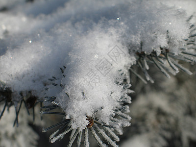 在树上下雪松树土地寒冷冰镇薄片魔法磨砂针叶树灰尘高山图片