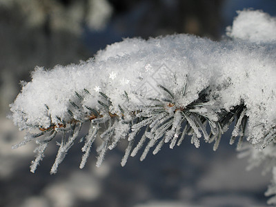 在树上下雪土地毯子磨砂冰镇薄片松树魔法寒冷针叶树灰尘图片