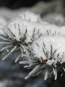 冰树枝树枝上的雪毯子灰尘薄片土地魔法松树冰镇针叶树寒冷高山背景