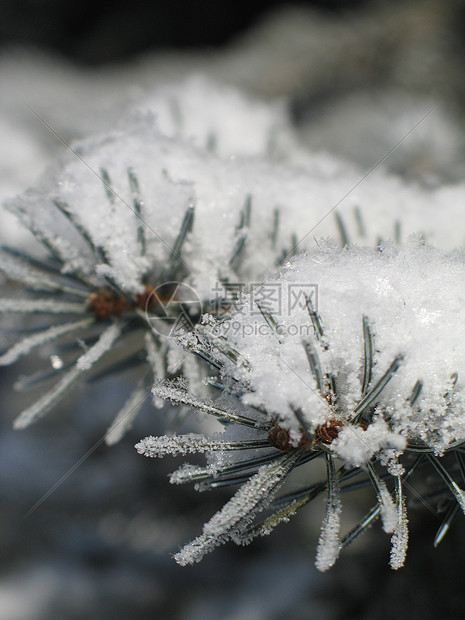 树枝上的雪毯子灰尘薄片土地魔法松树冰镇针叶树寒冷高山图片