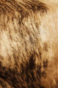 牛皮隐藏材料农场地毯农业头发皮肤毛皮动物家畜斑点图片