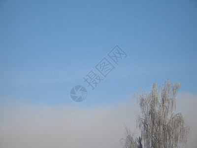 霜冻树薄片毯子蓝色白色土地天空磨砂魔法高山冰镇图片