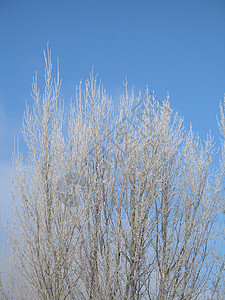 霜冻树磨砂文章高山土地毯子薄片天空冰镇寒冷蓝色图片