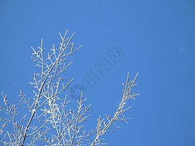 霜冻树土地薄片天空蓝色寒冷白色磨砂毯子高山魔法图片