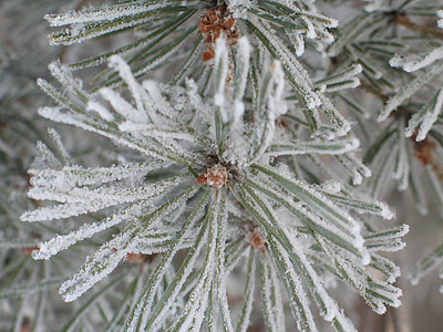 树枝上的雪松树冰镇灰尘薄片魔法磨砂寒冷高山针叶树土地图片