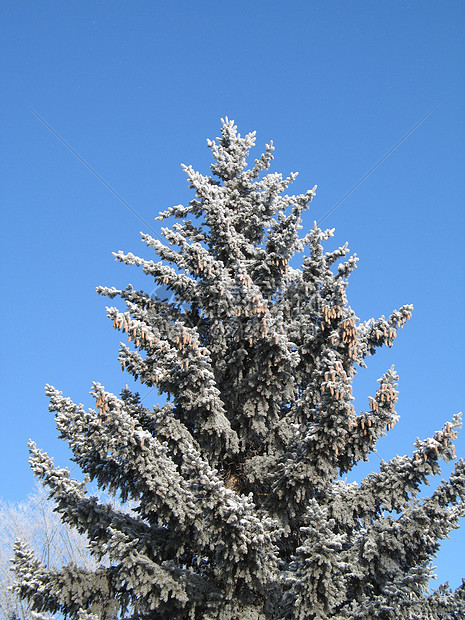 在树上下雪薄片针叶树松树寒冷毯子魔法天空白色冰镇土地图片