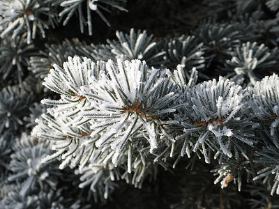 树枝上的雪毯子薄片磨砂冰镇寒冷魔法土地灰尘针叶树松树图片