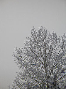 霜冻树冰镇灰色魔法薄片土地蓝色寒冷高山天空毯子图片