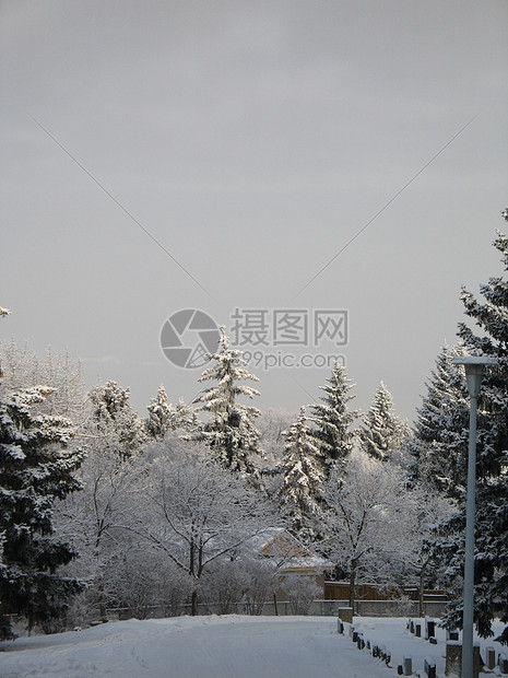 冬季森林天空薄片灰尘冰镇土地高山针叶树磨砂魔法小路图片