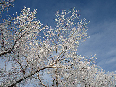 霜冻树寒冷天空薄片冰镇毯子白色高山魔法磨砂蓝色图片