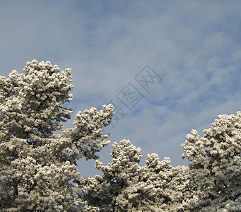 满树积雪土地天空薄片寒冷松树高山毯子冰镇魔法磨砂图片